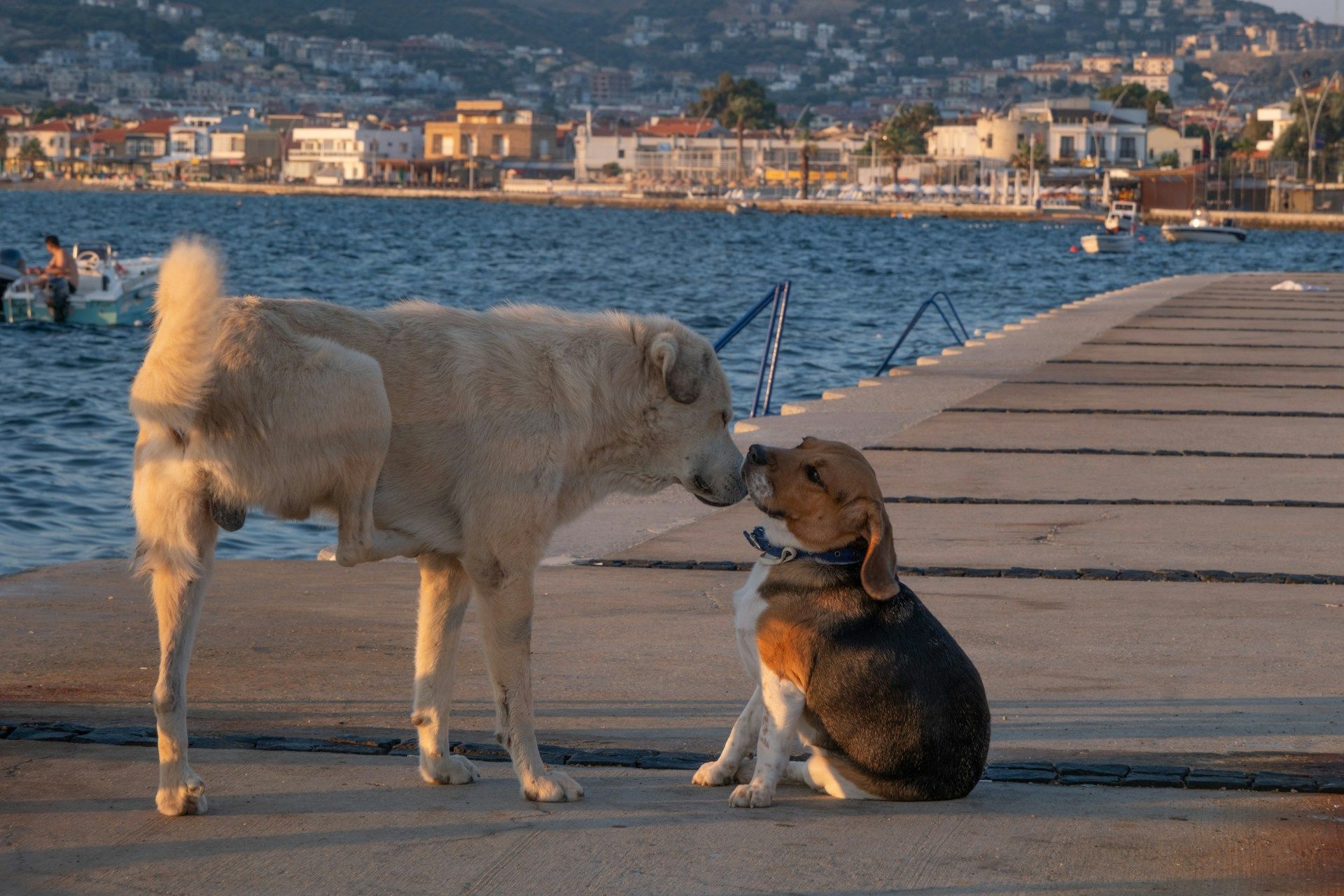 Two dogs touching noses on a waterfront pier at sunset