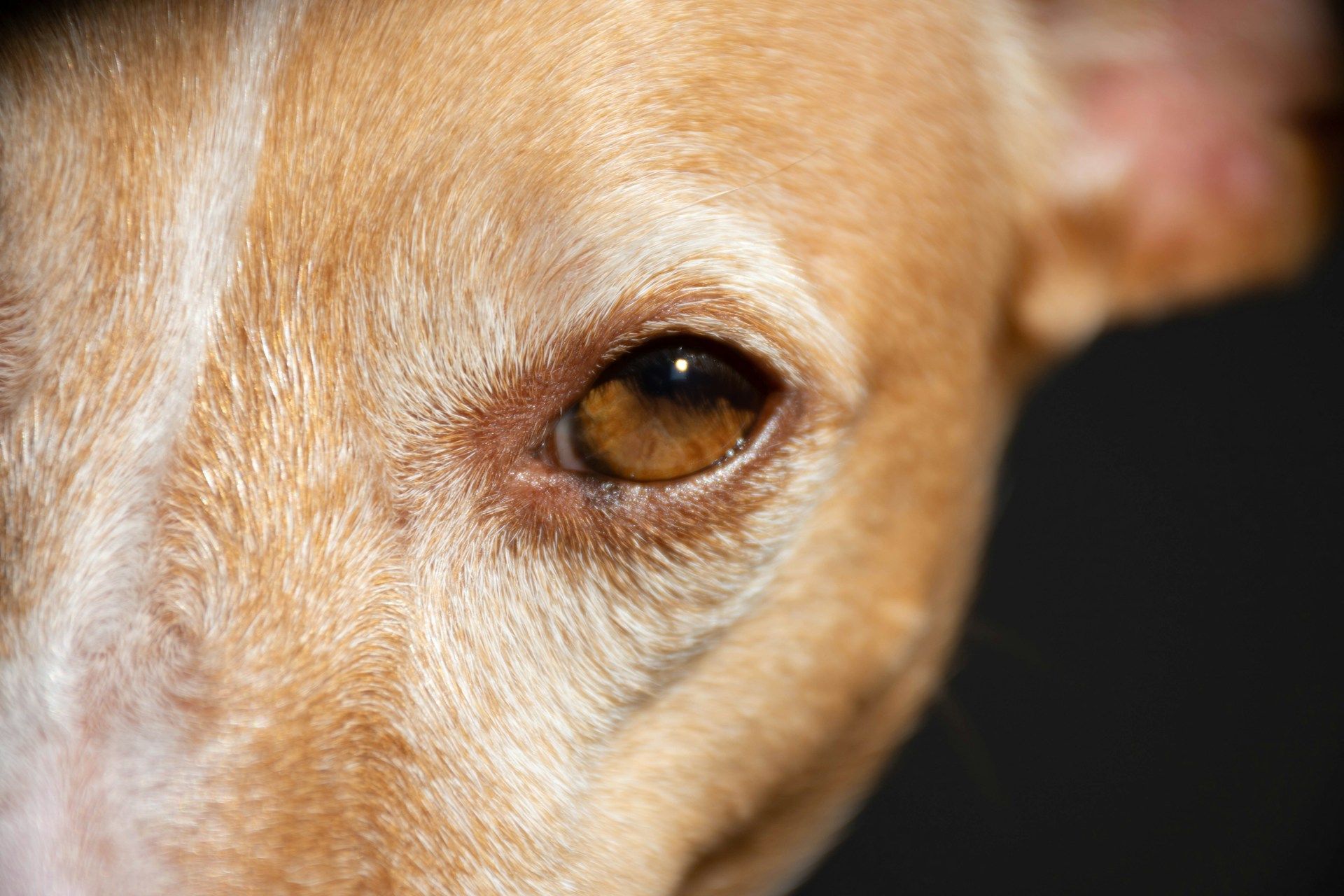 Close-up of a tan dog’s face, focusing on one brown eye and nose.