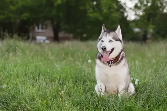 Black-and-white husky sitting in tall grass, panting in a park