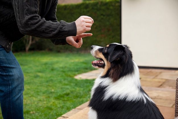 Person holding a treat above a black-and-white dog sitting on a patio lawn.