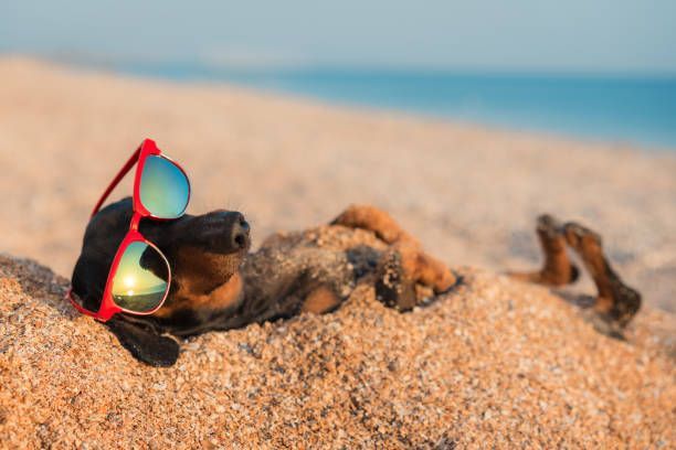 Tiny dog wearing red sunglasses lounges on a sandy beach with ocean in the background