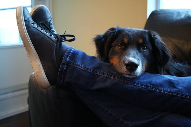 Black dog resting its head on a person's jeans-clad legs and sneaker on a couch