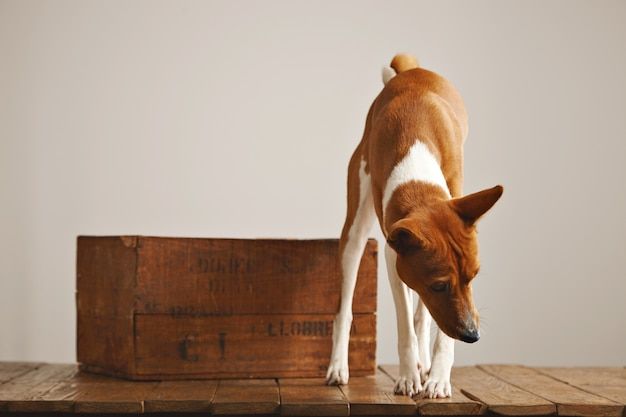 Brown and white dog standing on a wooden bench, looking down against a plain wall.