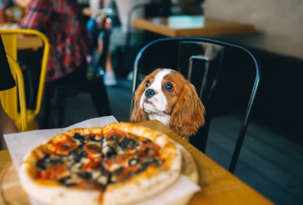 Small dog peeking over a table at a pizza in a cozy café