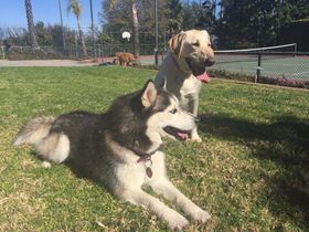 Two dogs lying on grass in a sunny park, one husky in front and one tan dog behind.