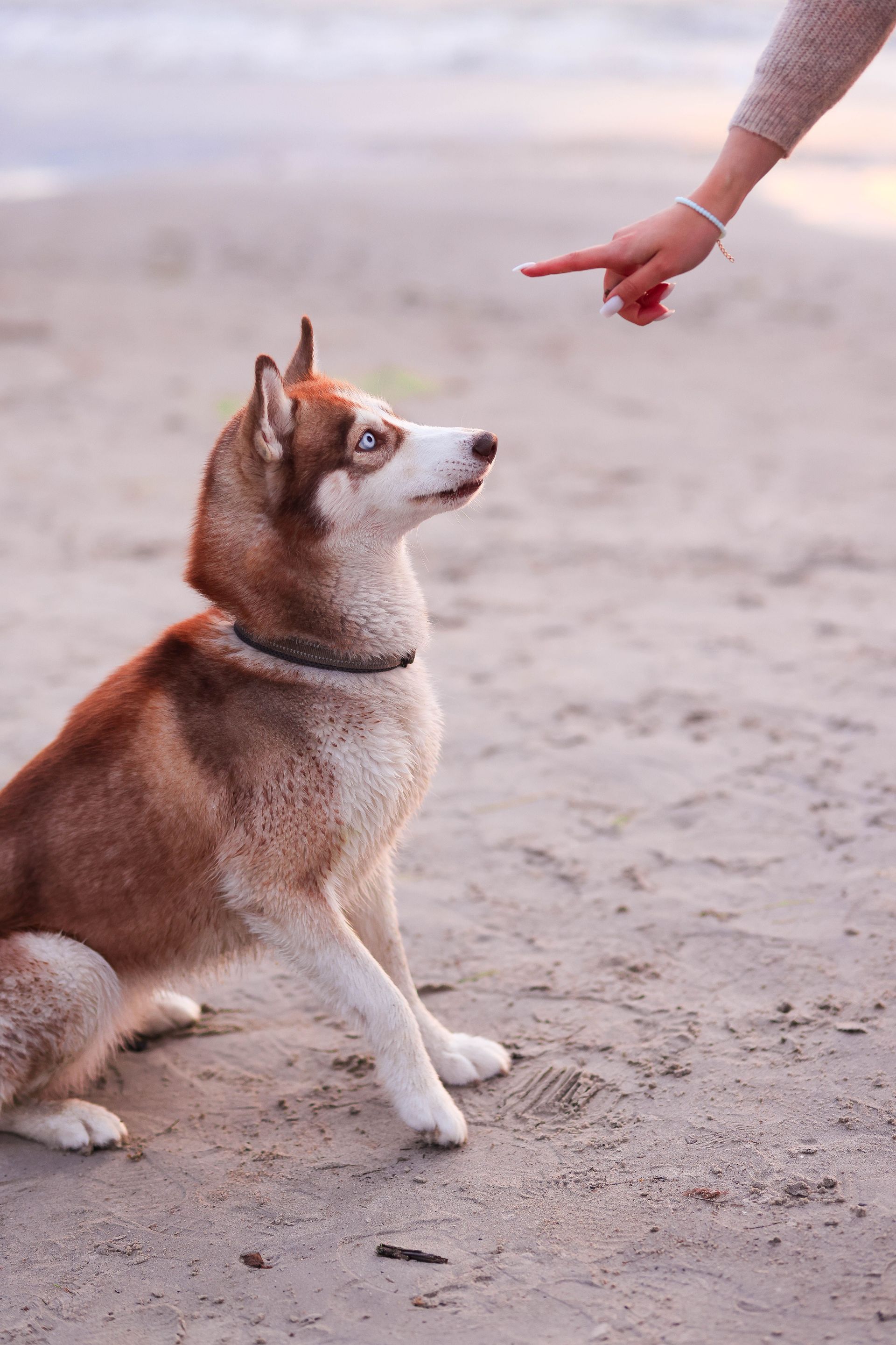 Brown-and-white dog sitting on a sandy beach, looking up at a hand pointing toward it