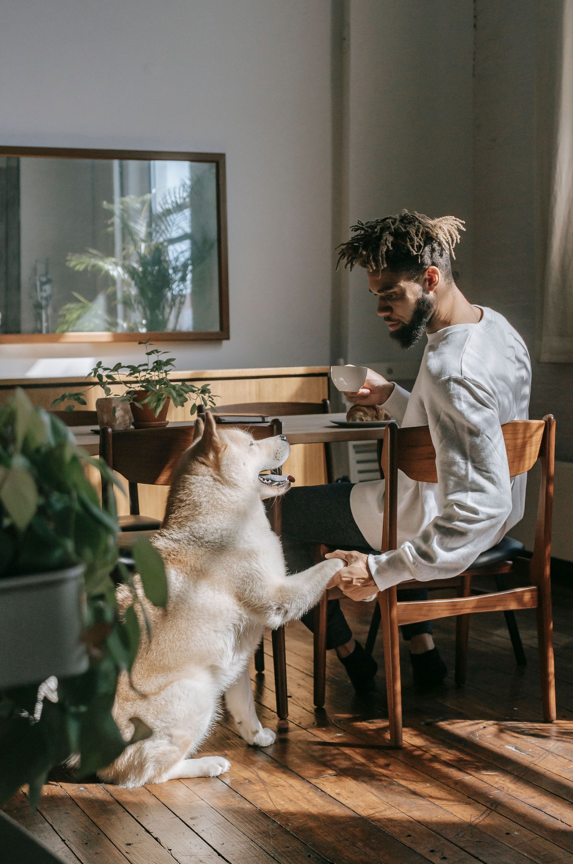 Person in a white shirt at a table reaching toward a standing dog in a sunlit room