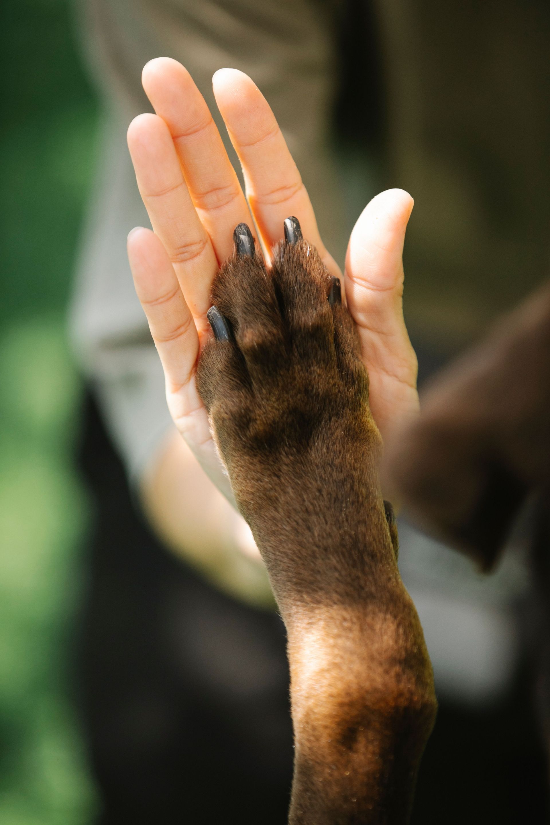 A small animal paw touching a person’s open hand against a blurred background