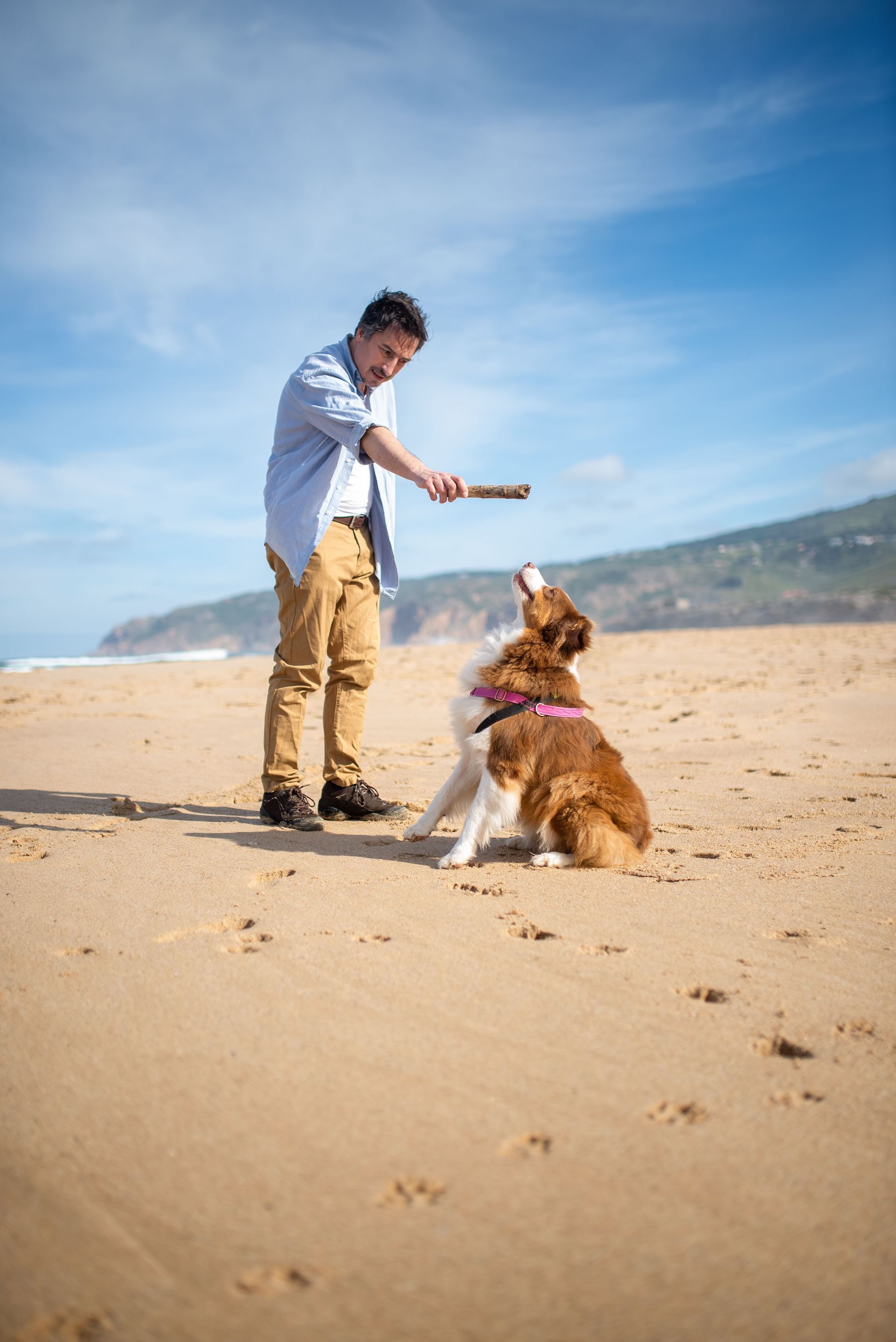 Person training a brown-and-white dog on a sandy beach under a blue sky