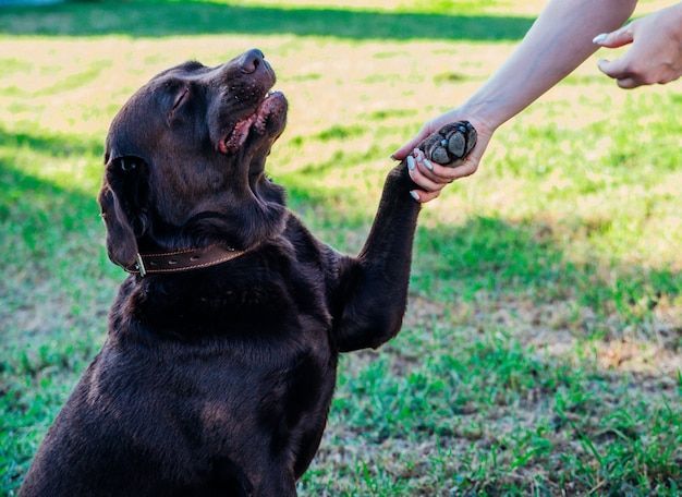 Black dog giving paw to a person outdoors on grass