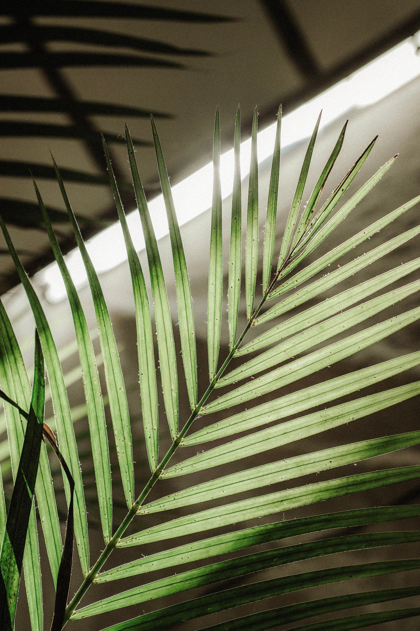 Green palm fronds silhouetted against a bright ceiling with striped shadows