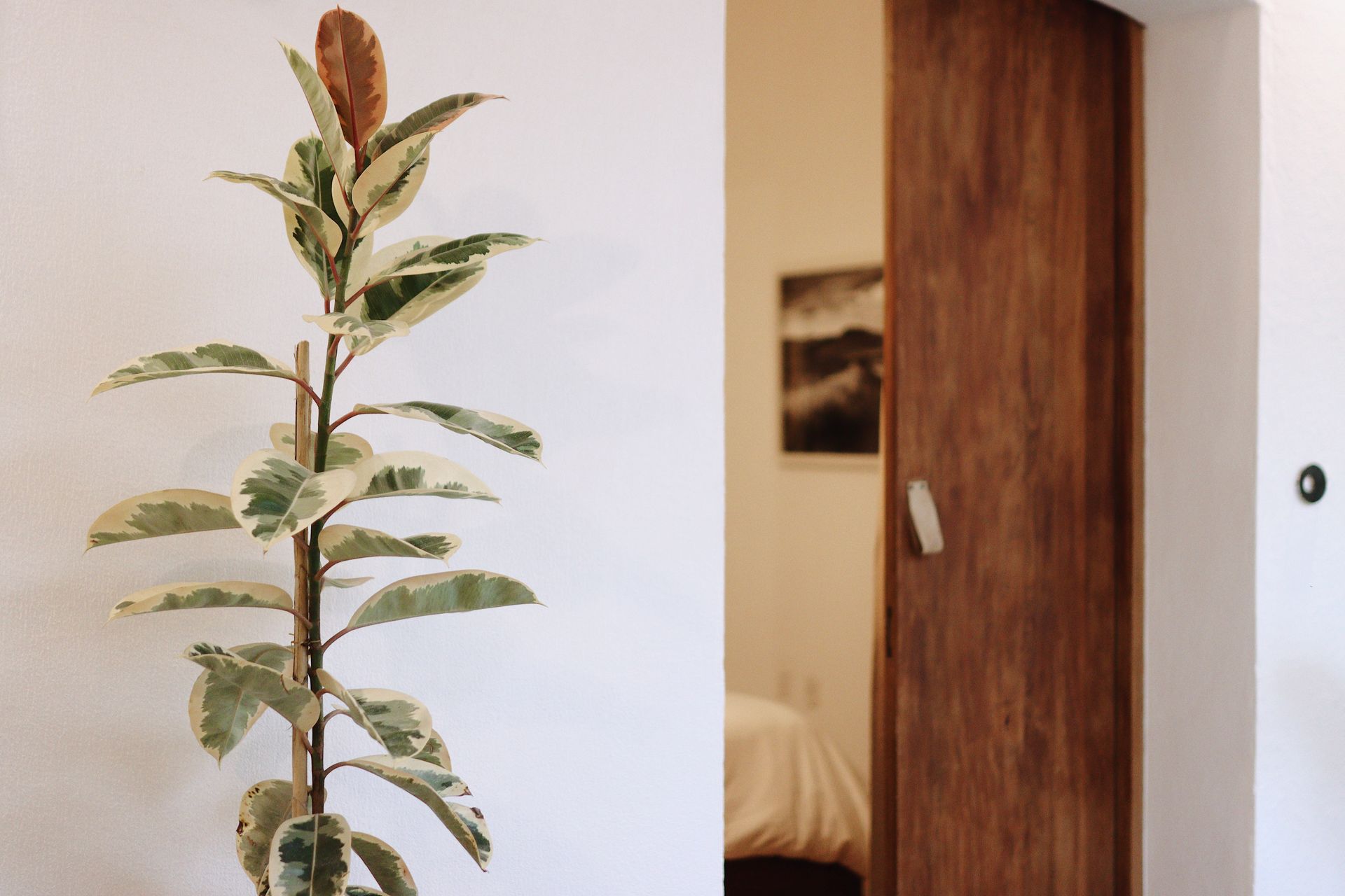 Split view of a potted plant beside a wooden sliding door in a bright room