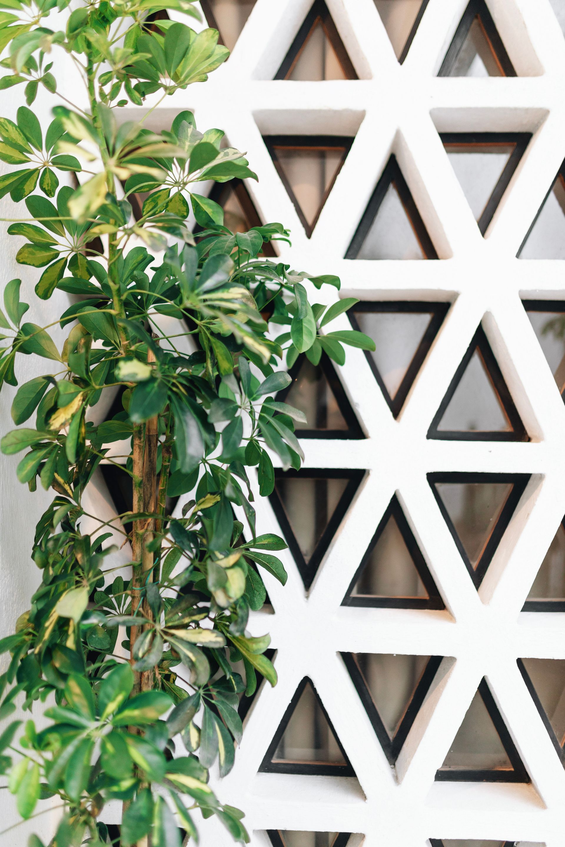 Green leafy plant beside a white geometric lattice wall with triangular cutouts