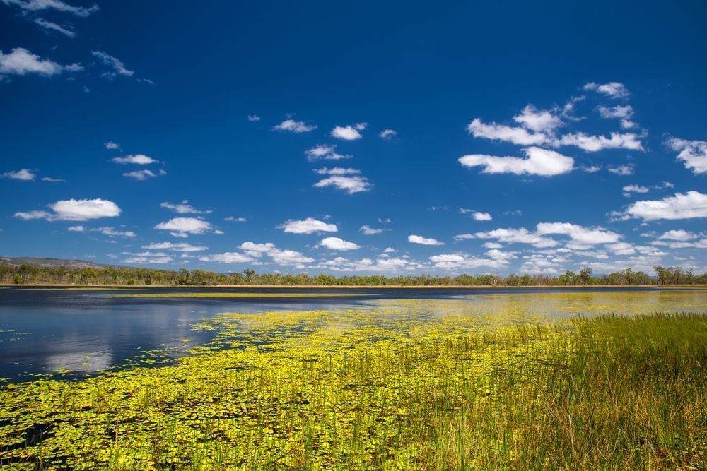 Blue Sky With Clouds Over a Lake Filled With Yellow Plants and Green Grass — Ionspark Electrical in Mareeba, QLD