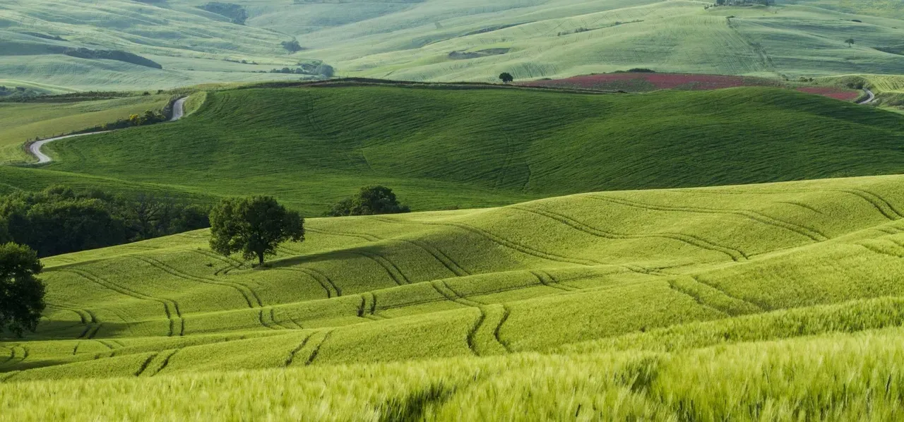 A lush green field in New Zealand