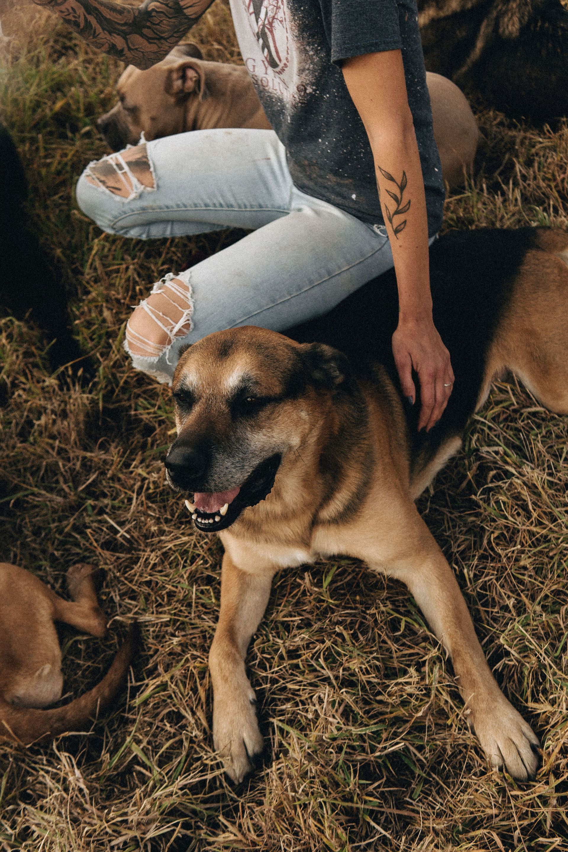 Person petting a brown and black dog lying on hay. Another dog and person's legs are also visible.