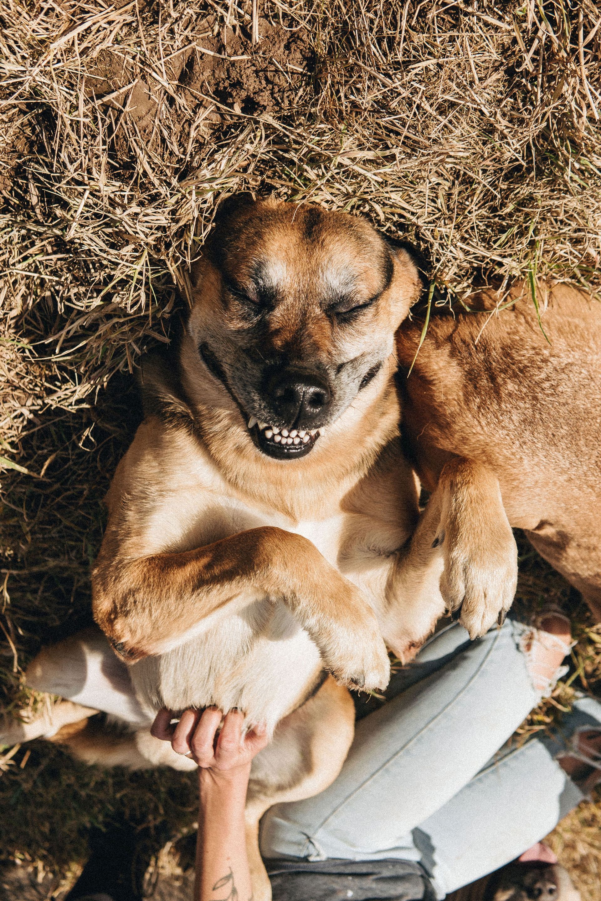 Happy dog on its back, being pet in a grassy area, smiling with closed eyes, and light brown fur.