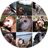 Nine photos of a tan and white dog in various outdoor settings; some with tongue out and happy expressions.