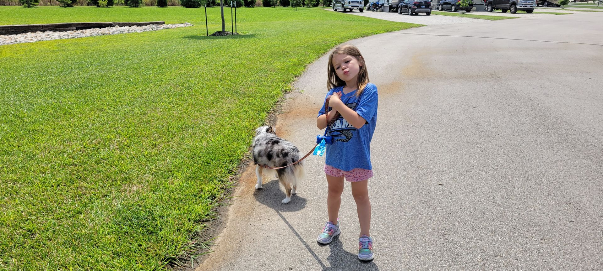 A little girl is walking a dog on a leash.