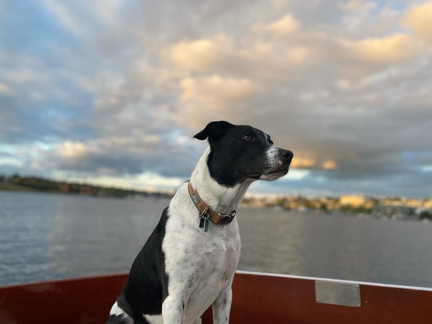 Black and white dog sitting in a boat, looking towards the horizon. Cloudy sky and water in the background.