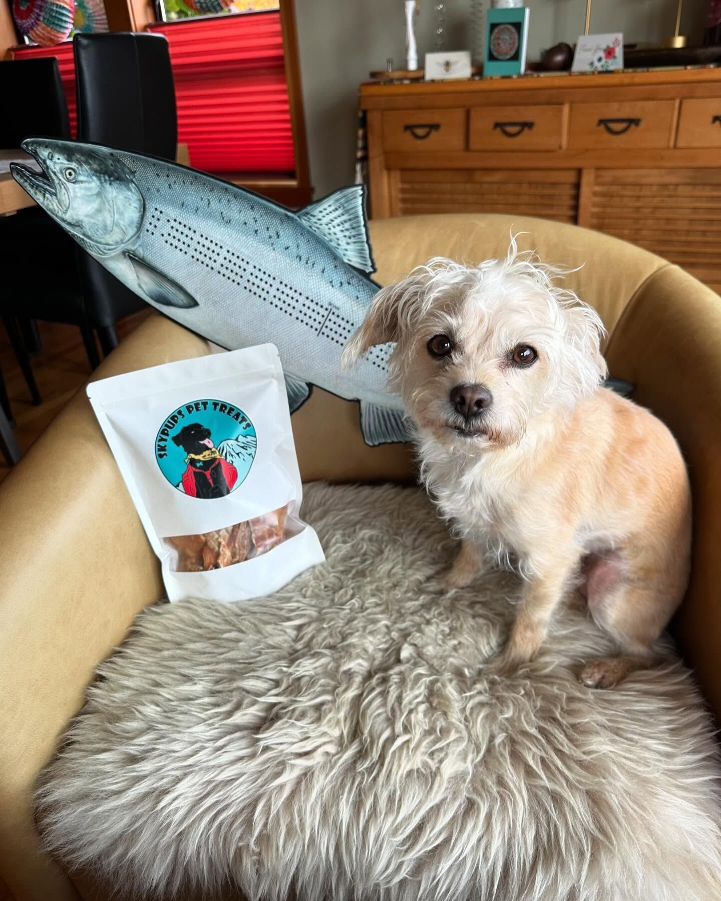 Dog sits on a furry chair with salmon pillow, treats, and wooden cabinet.