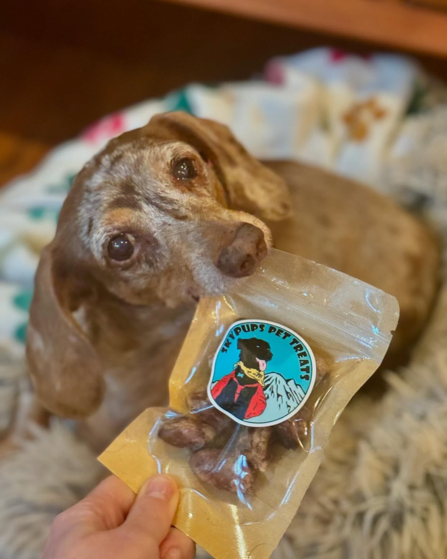 Dachshund holding a treat bag labeled 