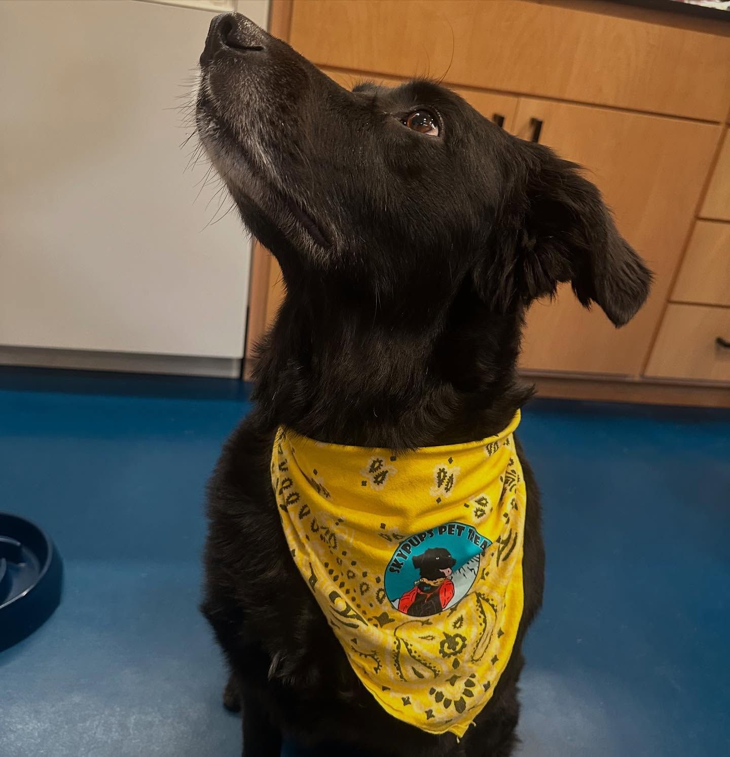 Black dog wearing yellow bandana, looking up with hopeful expression. Blue floor, wooden cabinets in background.