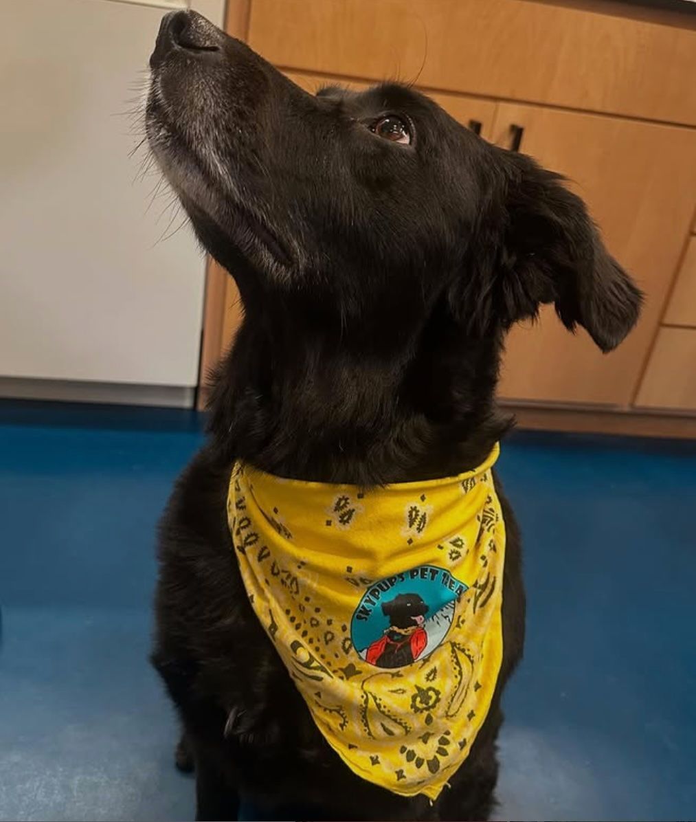 Black dog wearing a yellow bandana, looking up. Indoors, with a blue floor.