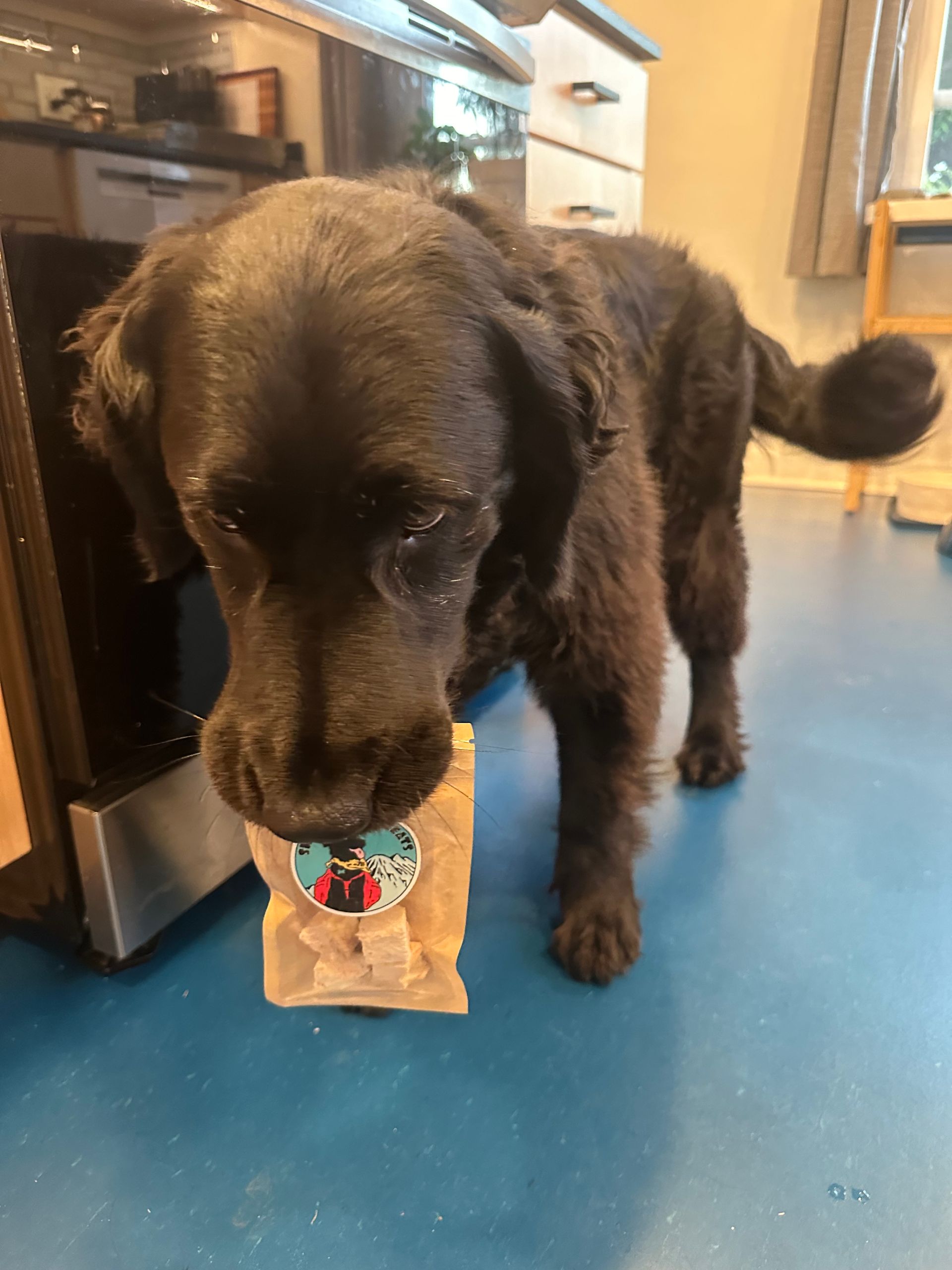 Black dog with a treat bag in its mouth, standing on blue floor near a microwave in a kitchen.