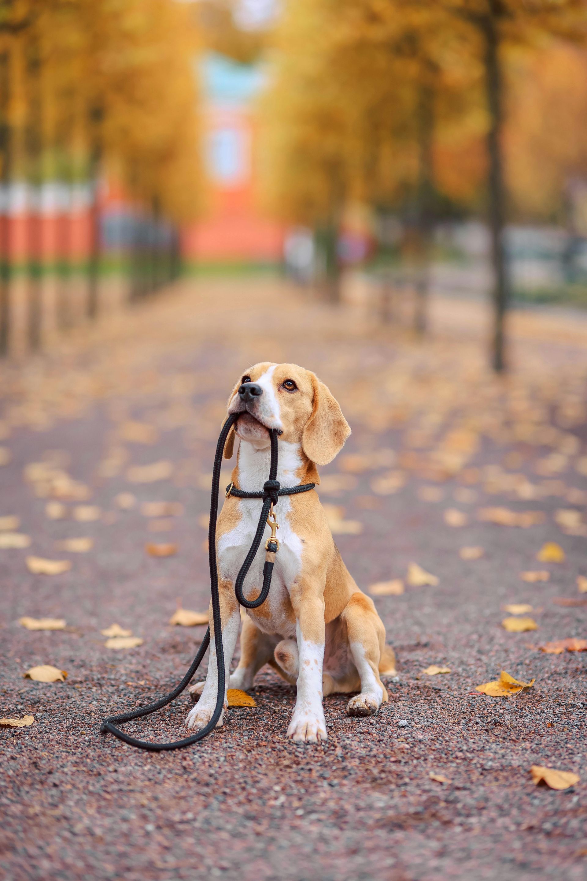 Beagle sitting, holding leash in mouth, on a fall-colored path with yellow leaves, trees in background.