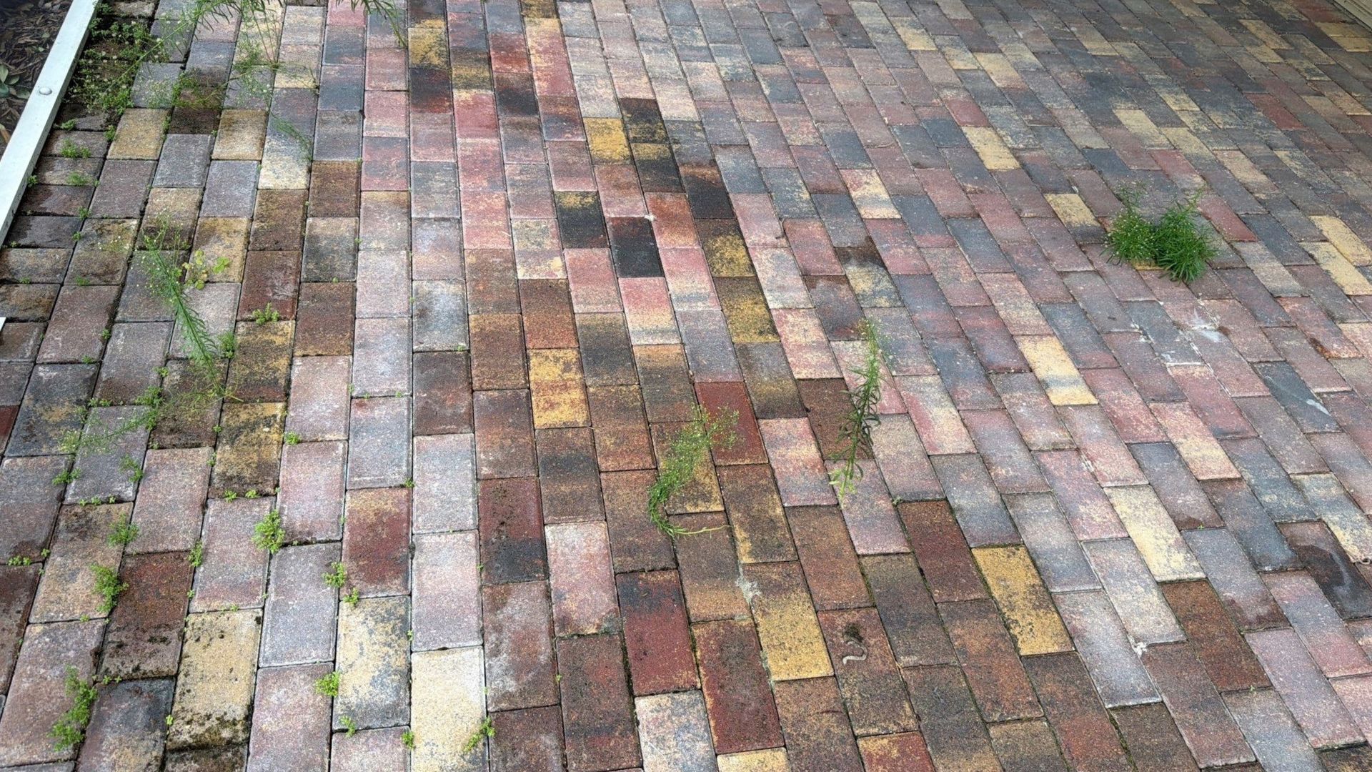 Weeds growing between weathered brick pavers along a residential walkway.