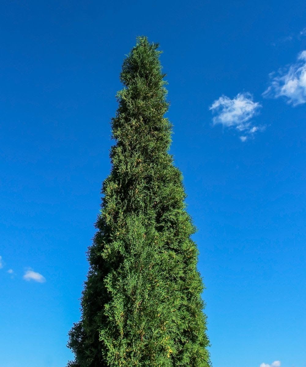 arbre laval qc