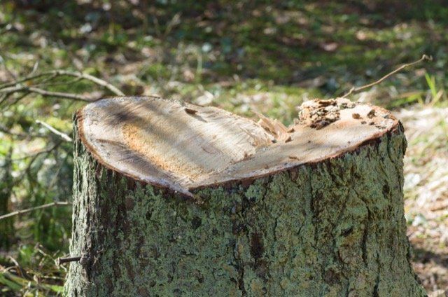abattage d'arbre blainville