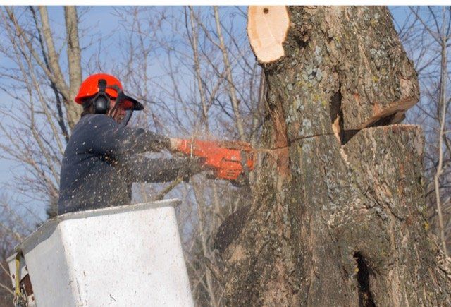 homme qui abat un arbre