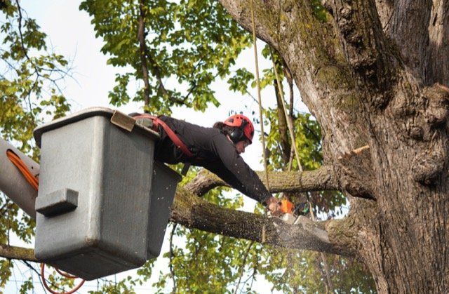 abattage d'arbre à blainville