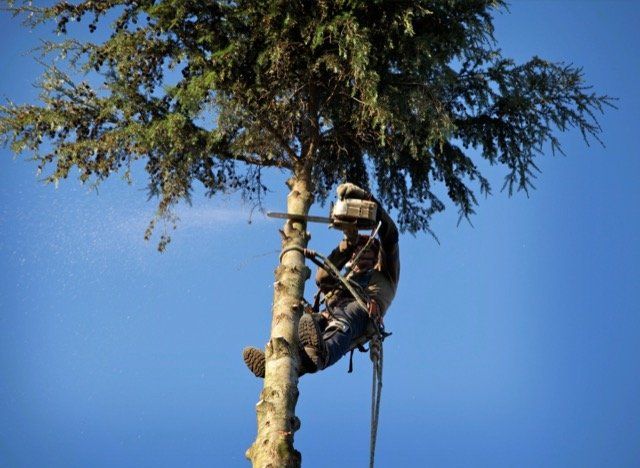 tree trimming laval