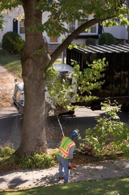 tree pruning expert