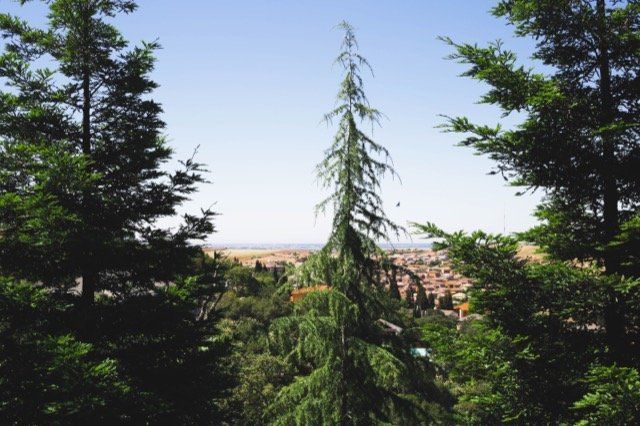 tree cutting laval