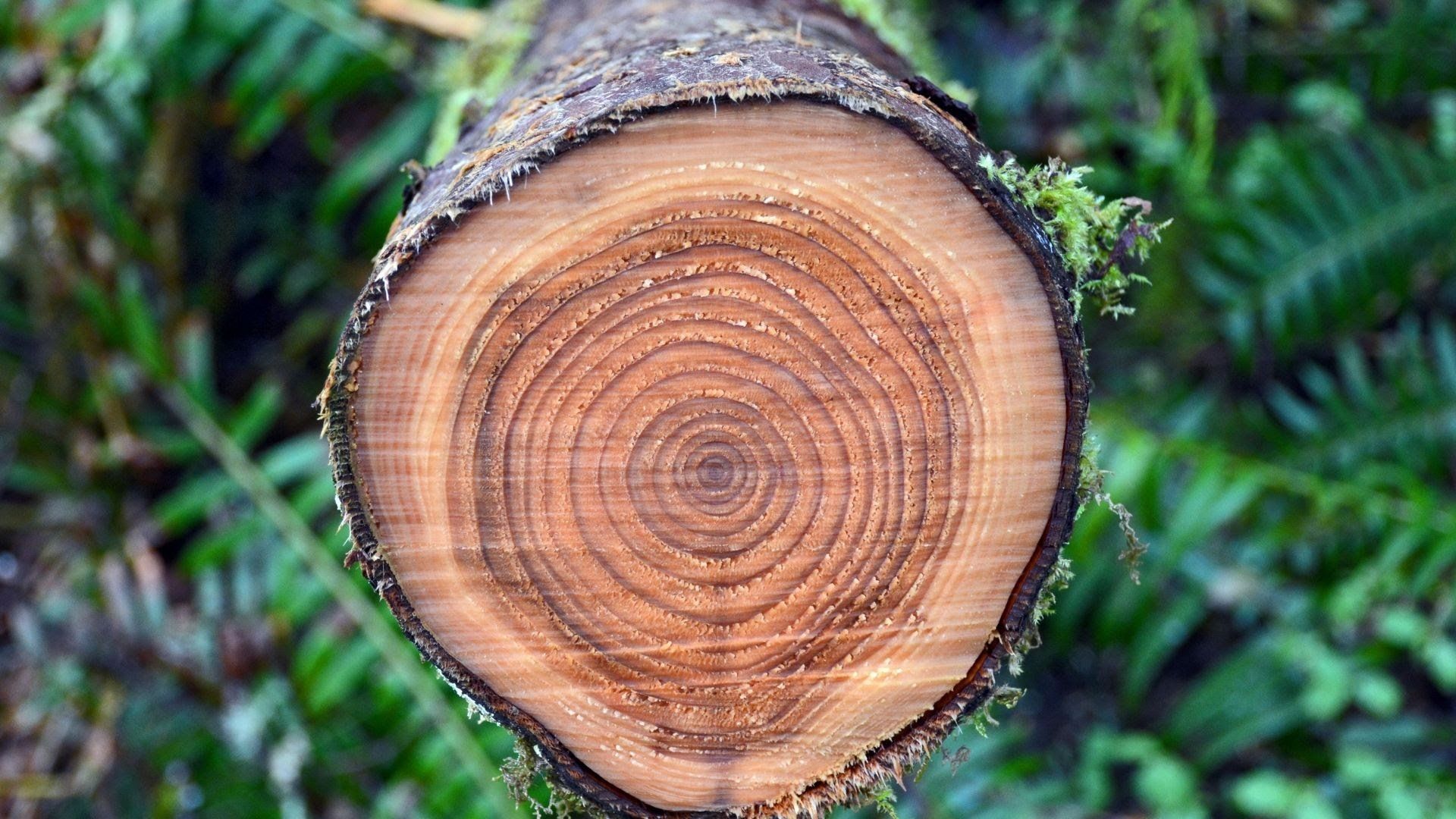 est-ce qu’un arbre coupé repousse laval qc