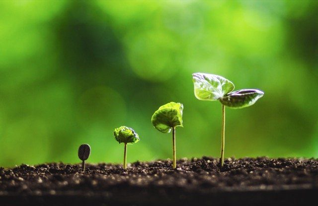 planting laval