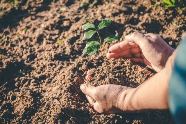 plantation ile bizard