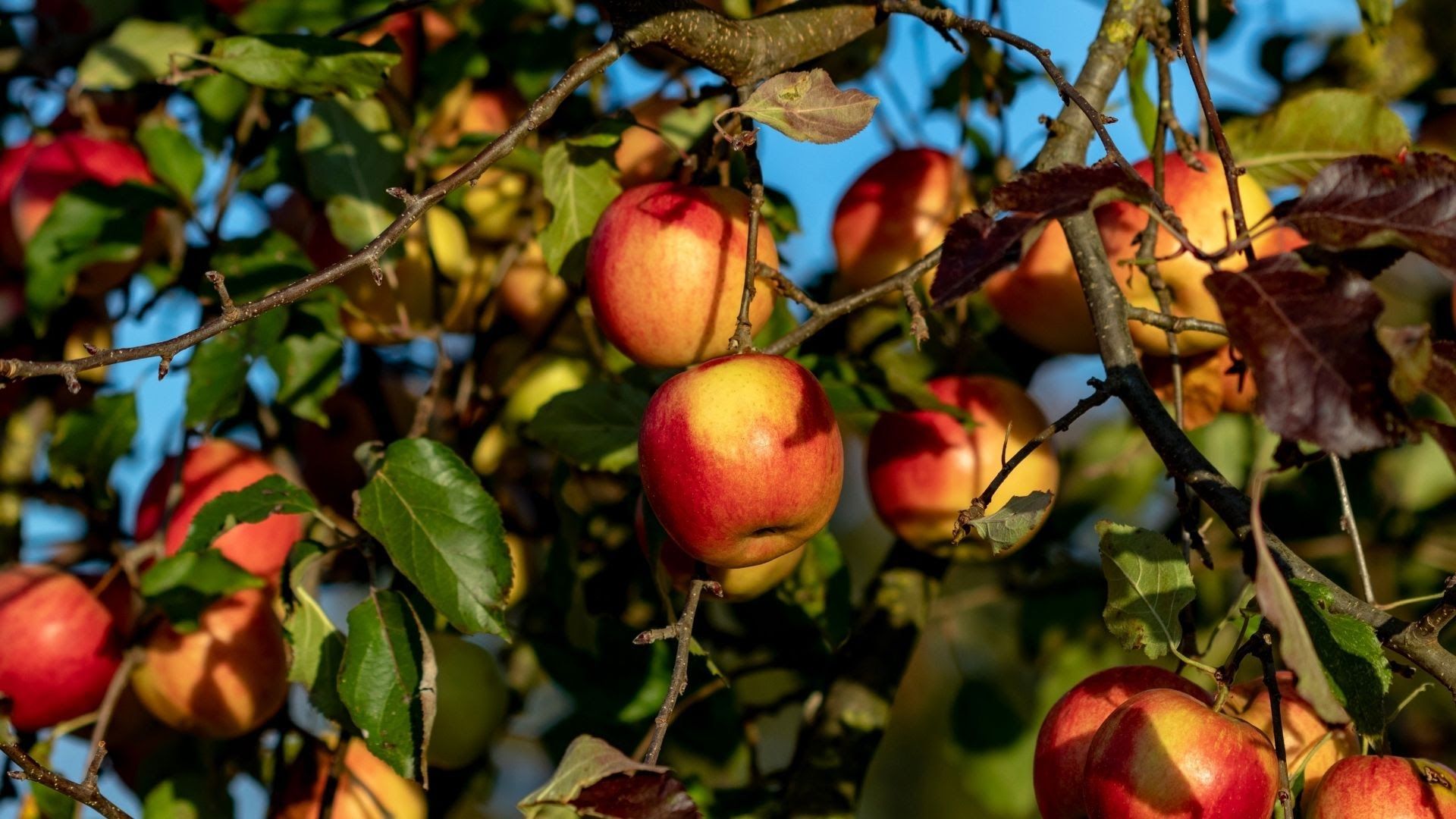 un arbre fruitier laval qc