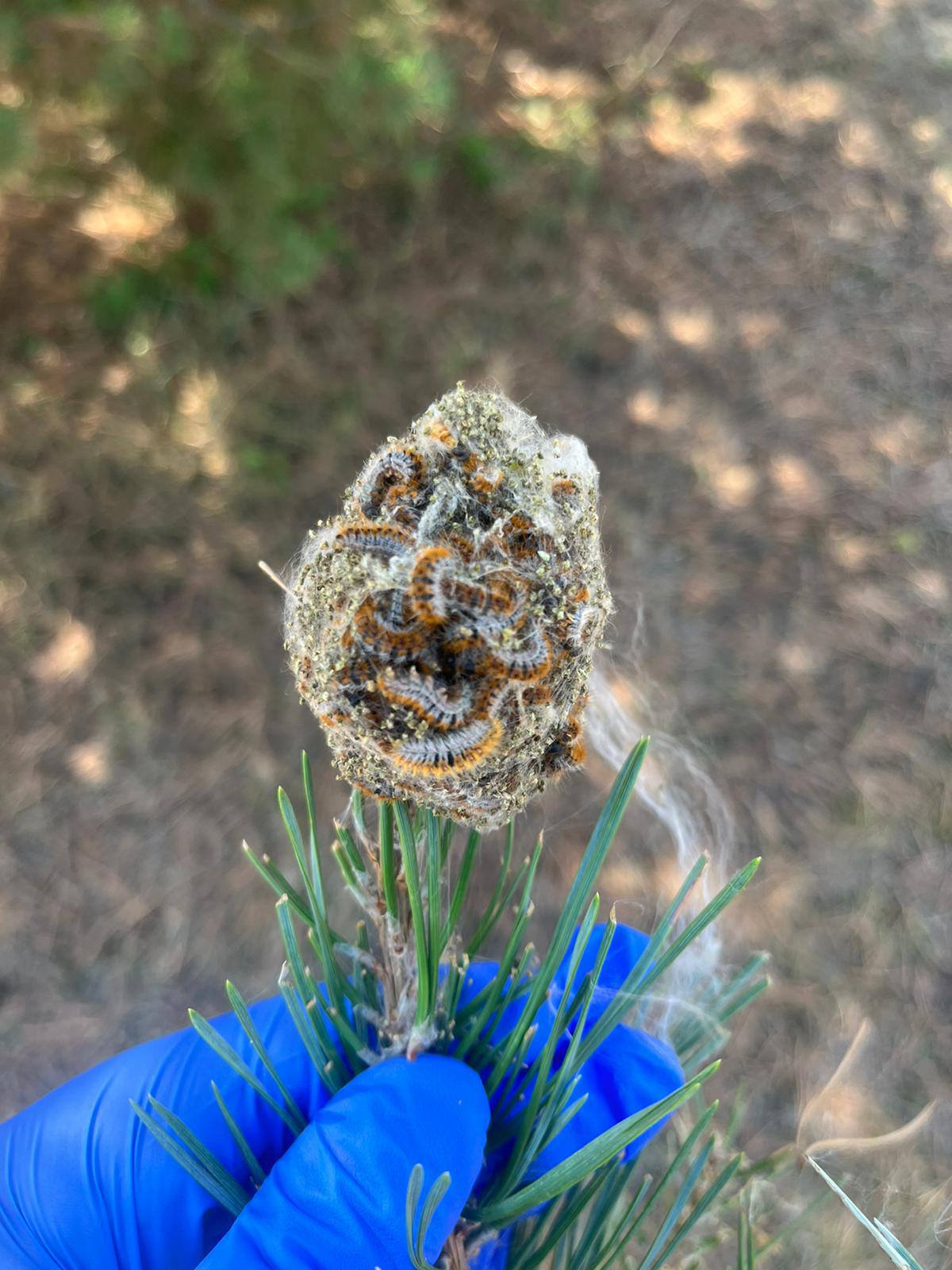 Une personne portant des gants bleus tient une pomme de pin avec des chenilles dessus.
