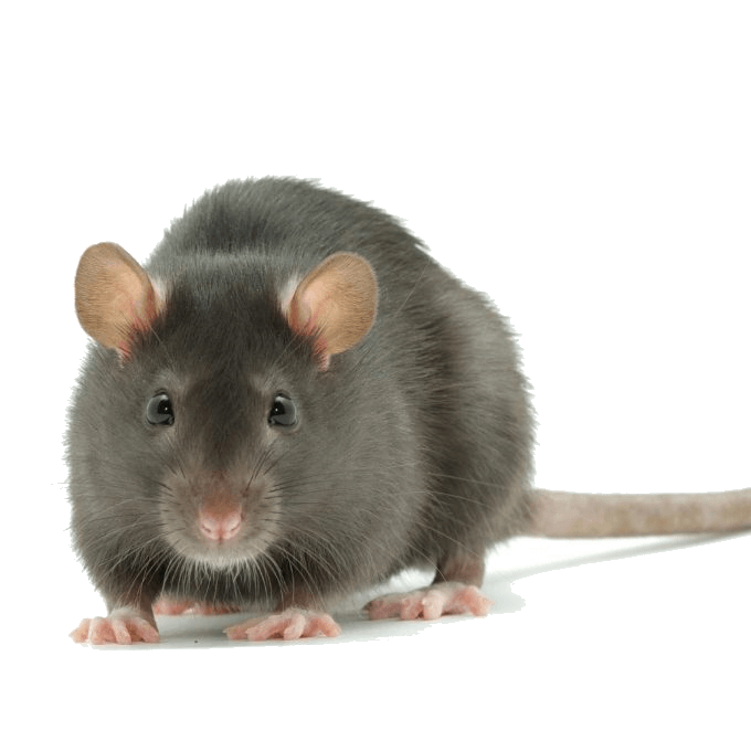 Un rat gris se tient debout sur une surface blanche et regarde la caméra.