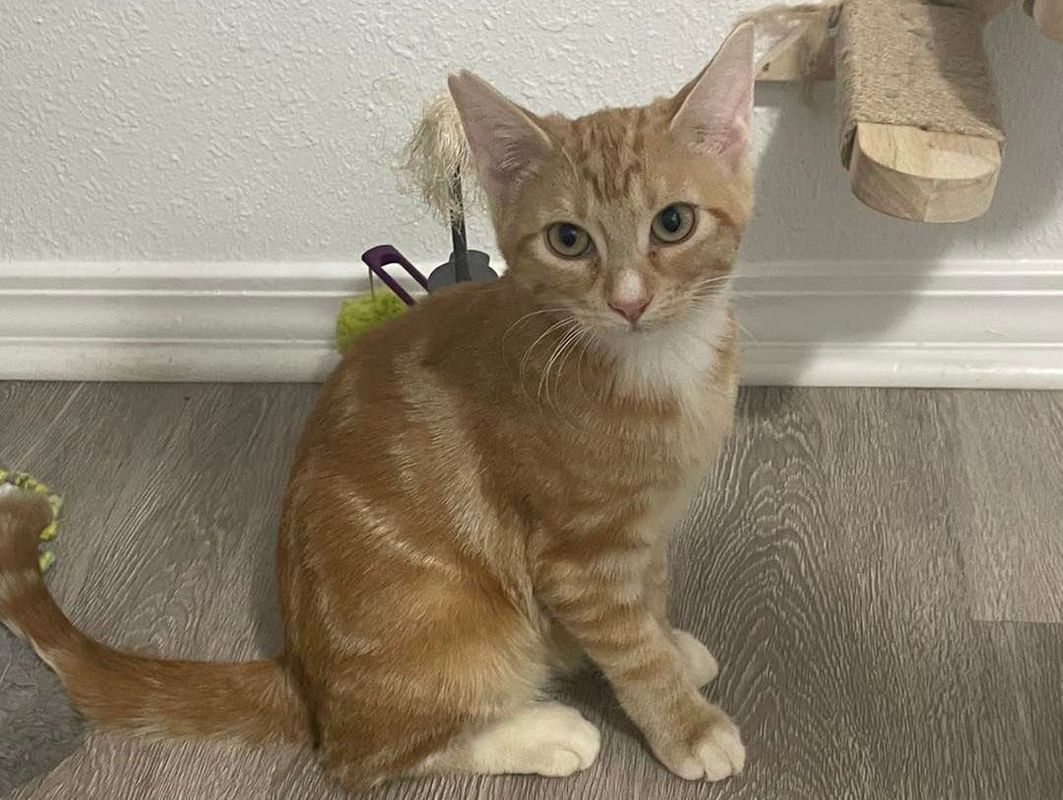 An orange and white kitten is sitting on the floor next to a toy.