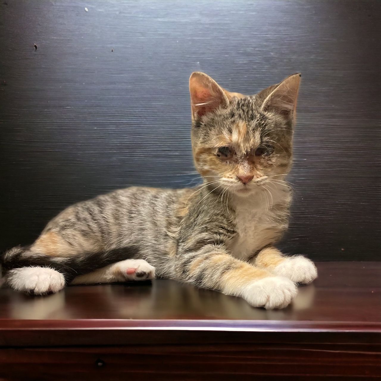 A kitten is laying on a wooden table and looking at the camera.