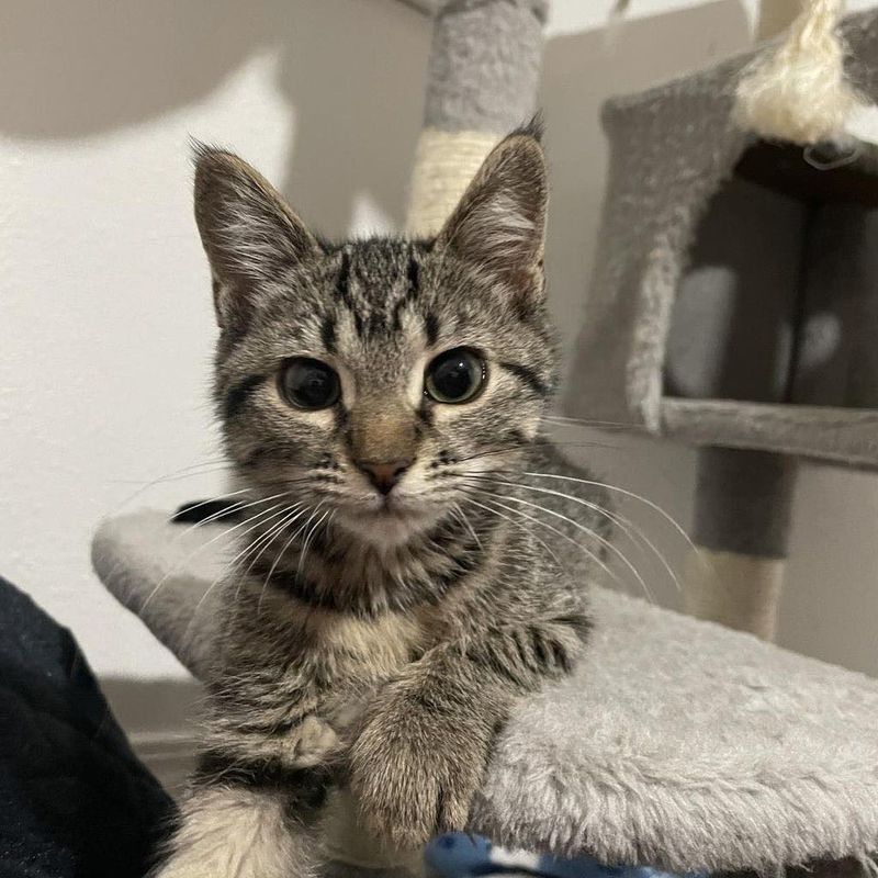 A kitten is sitting on a cat tree and looking at the camera.