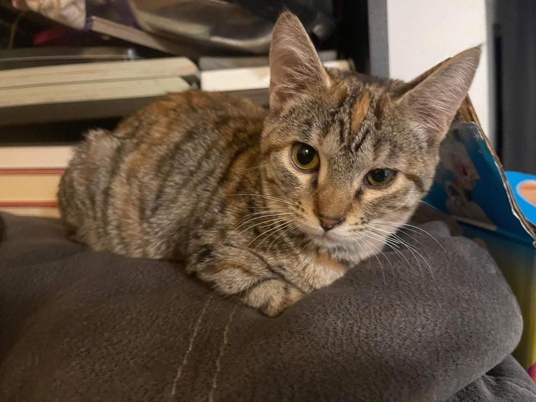 A cat is laying on a pillow on a couch.