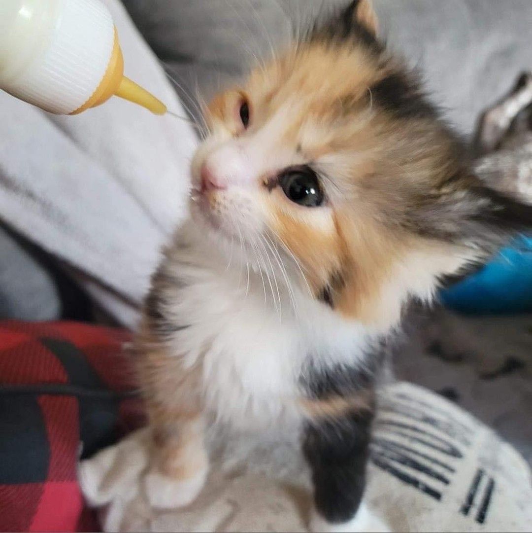 A calico kitten is drinking milk from a bottle