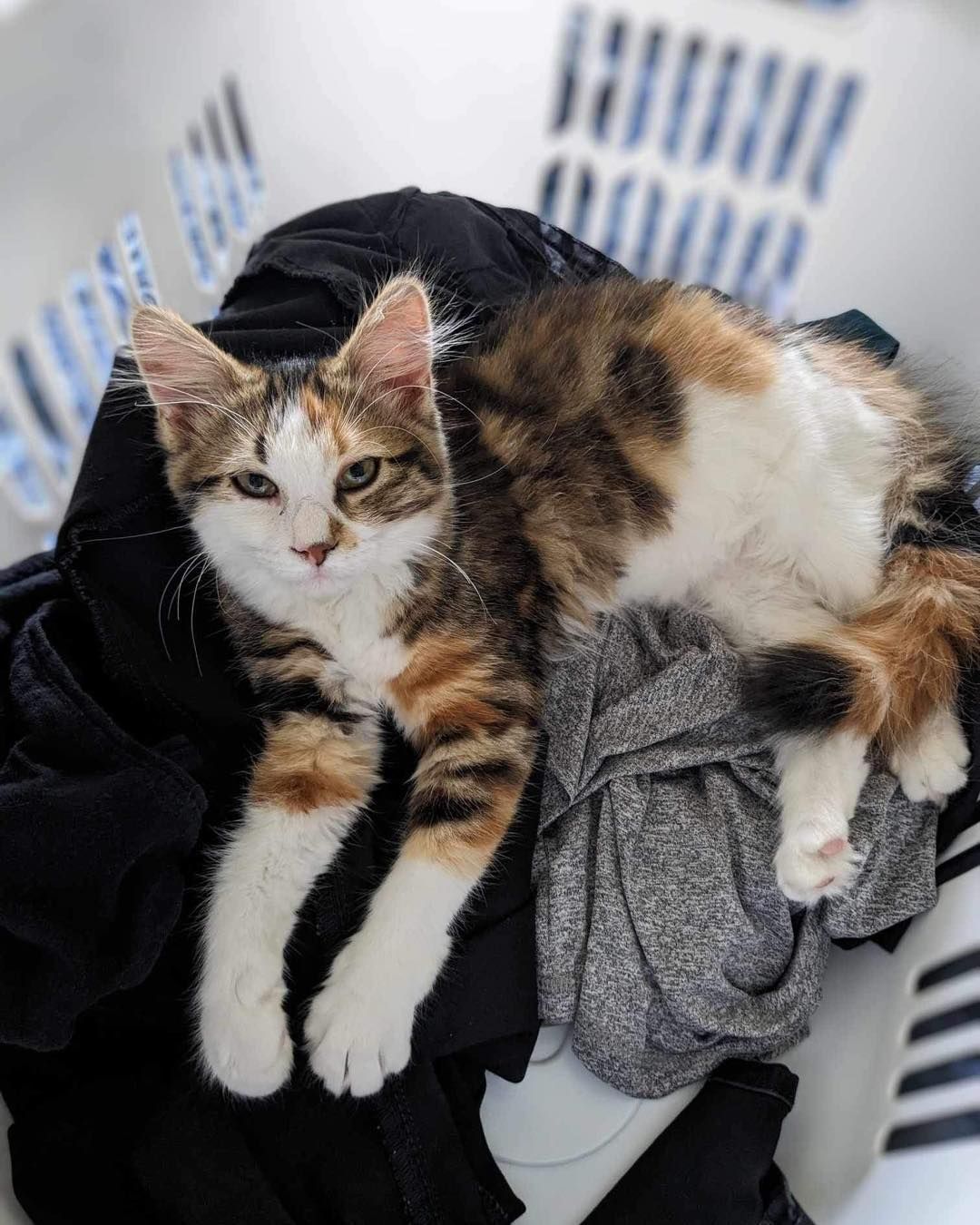 Two cats are sitting on top of a pile of clothes.